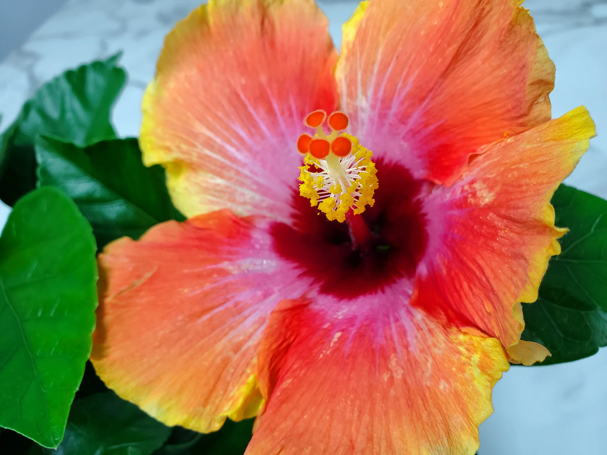 Fiesta Hibiscus Bush S874