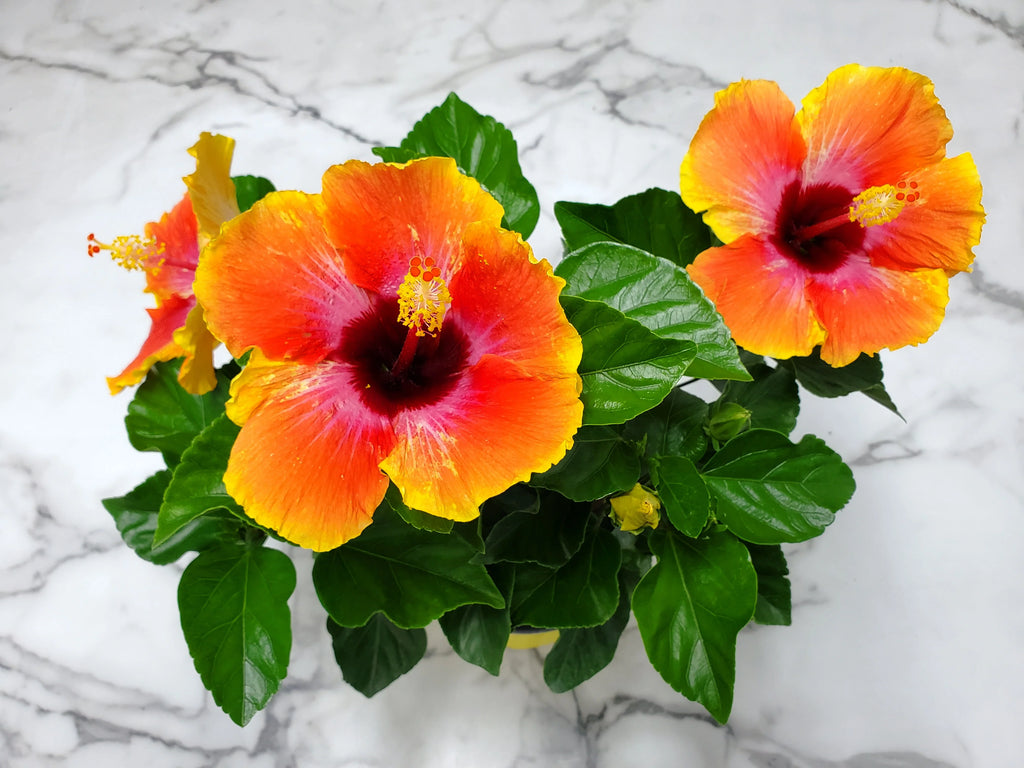 Fiesta Hibiscus Bush S874