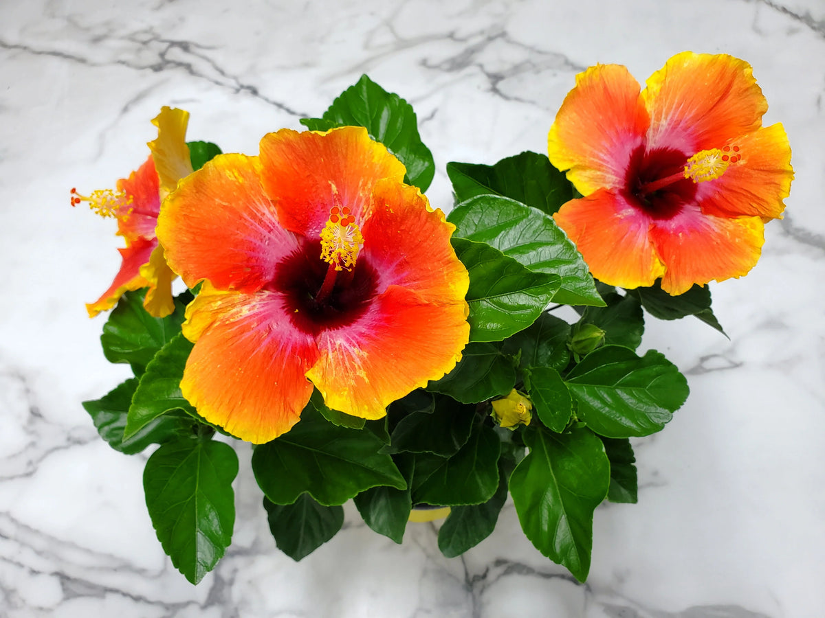 Fiesta Hibiscus Bush S874