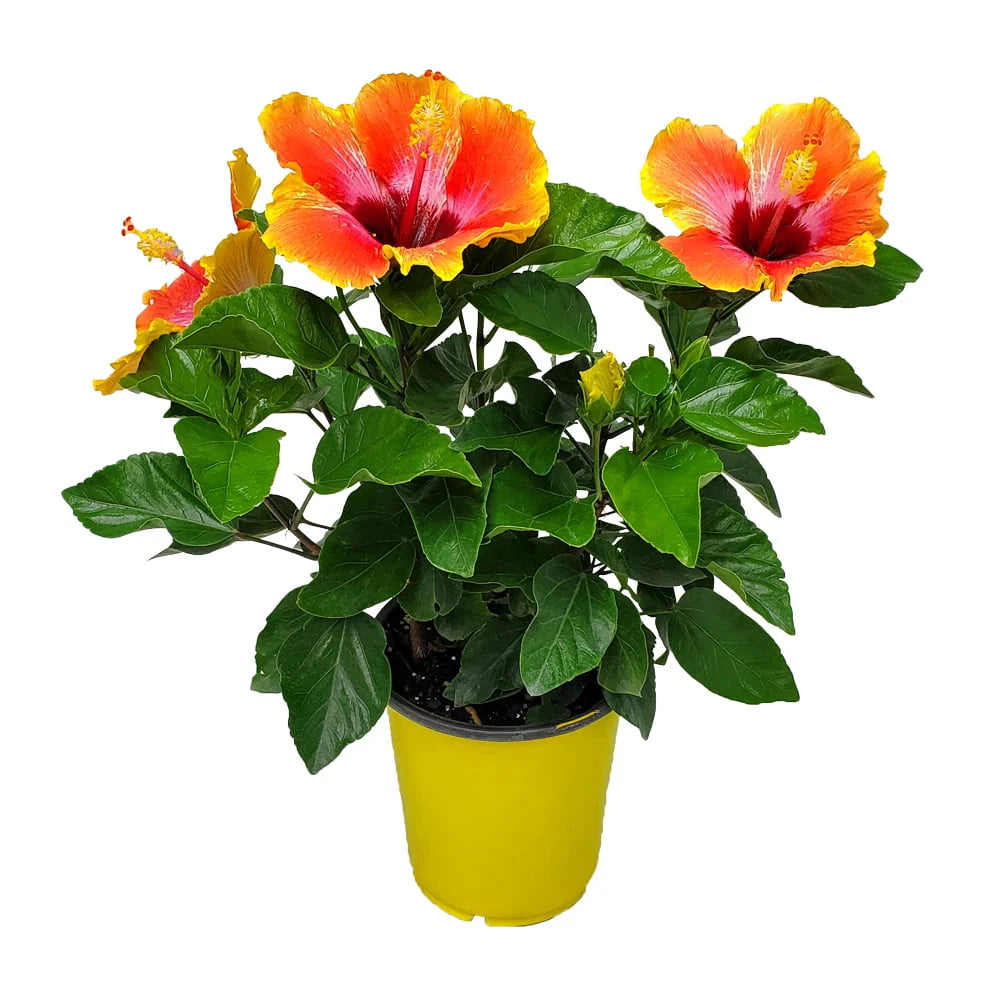 Fiesta Hibiscus Bush S874