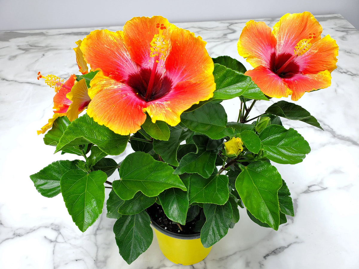 Fiesta Hibiscus Bush S874