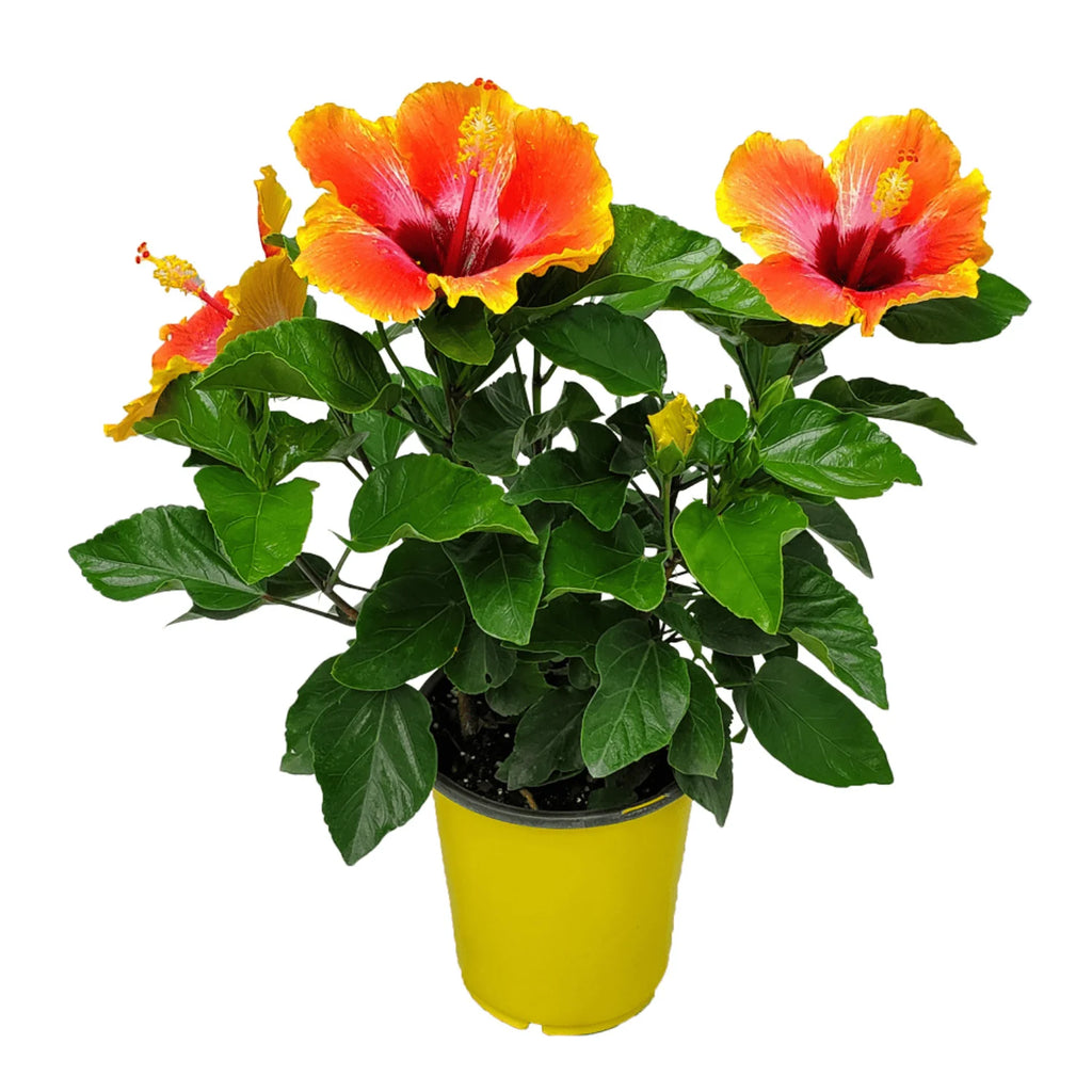 Fiesta Hibiscus Bush S874