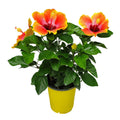 Fiesta Hibiscus Bush S874