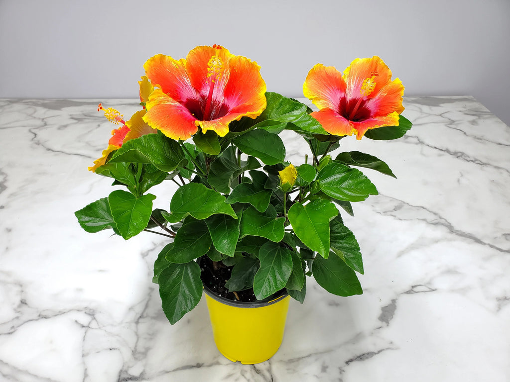 Fiesta Hibiscus Bush S874