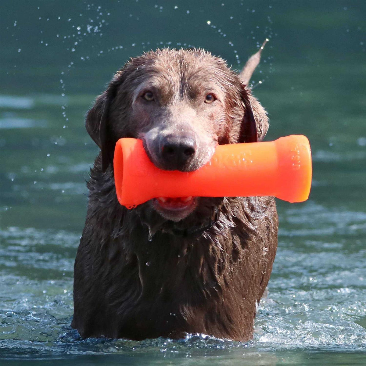 Crinkit Dog Toy Q652096